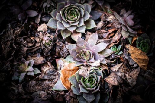 Welches Spiel führte der Notar bei den mutmaßlichen Verbrechen?