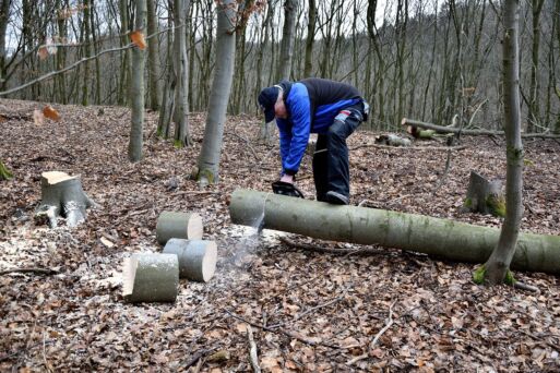 Zwölf Millionen Euro Ersatzzahlungen für gefällte Bäume: