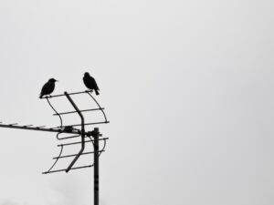 Antenne 1786275431