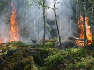Waldbrand 1787571106