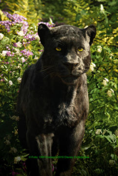 Panther Baghira | © Foto: ORF/Disney/©2015 Disney Enterprises. The Jungle Book