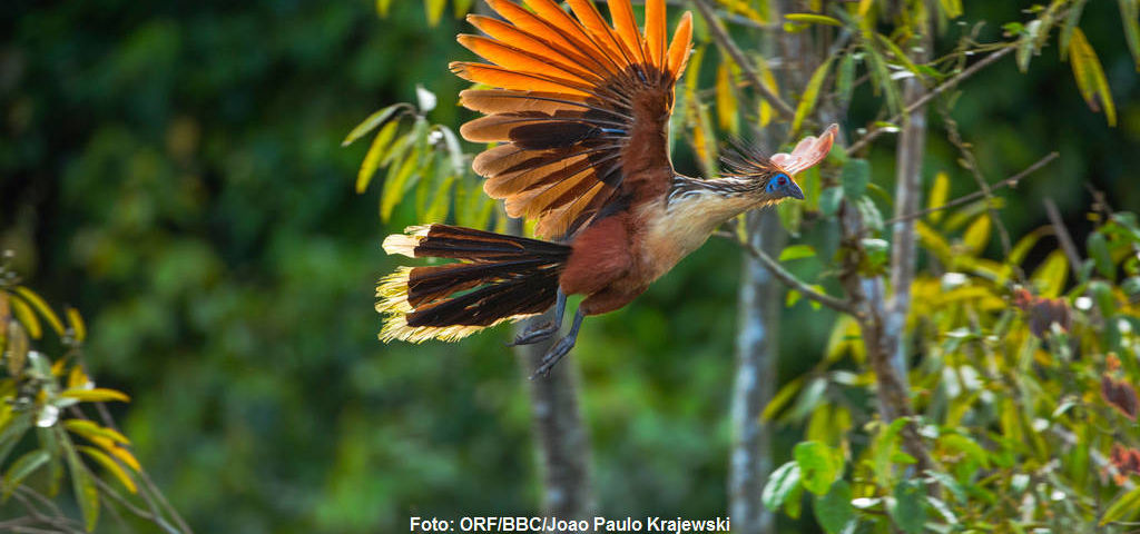 Hoatzins gehören zu den ungewöhnlichsten Vögeln der Welt und werden aufgrund ihrer seltsamen Ernährung fliegende Komposthaufen genannt.
|
Foto: ORF/BBC/Joao Paulo Krajewski. Amazonas - Fluss ohne Grenzen