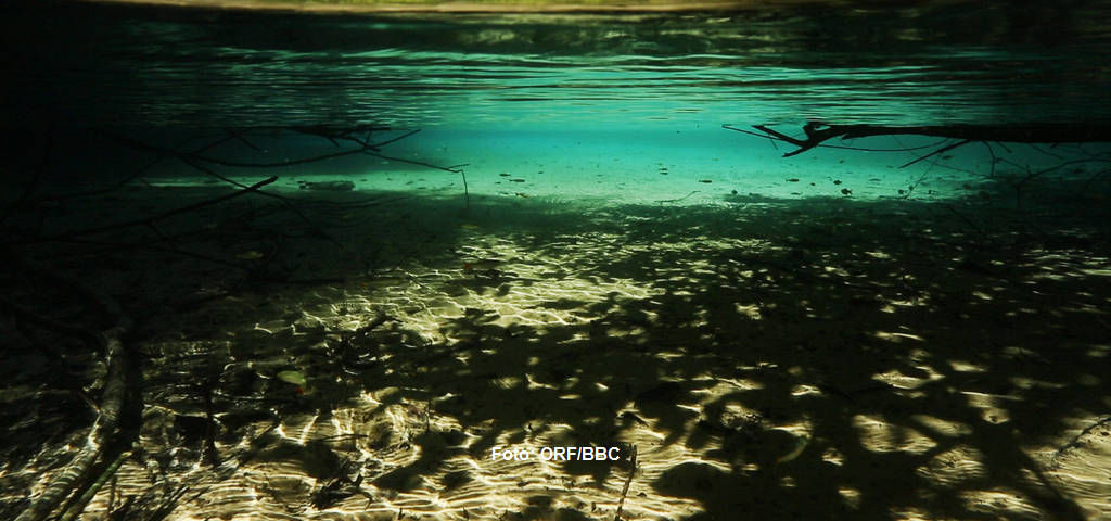 Die "Blaue Lagune" ist ein ungewöhnlicher Ort für den Amazonas. Das wundervoll anzusehende transparente Wasser macht es zu einem natürlichen Aquarium.
|
Foto: ORF/BBC. Amazonas - Fluss ohne Grenzen