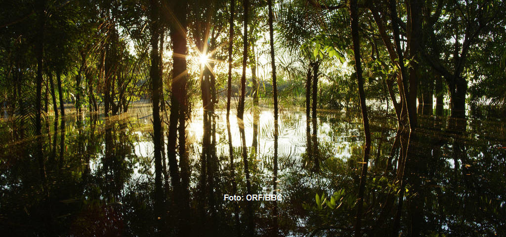 Die Morgendämmerung im überfluteten Wald des Amazonas ist ein magisches Erlebnis. |
Foto: ORF/BBC. Amazonas - Fluss ohne Grenzen