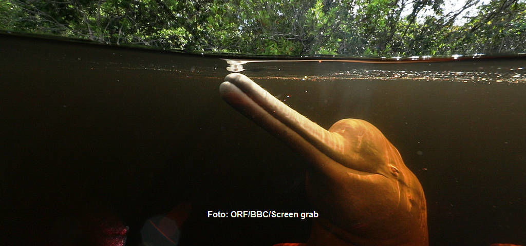 Amazonasdelfin (Boto).
|
Foto: ORF/BBC/Screen grab. Amazonas - Fluss ohne Grenzen