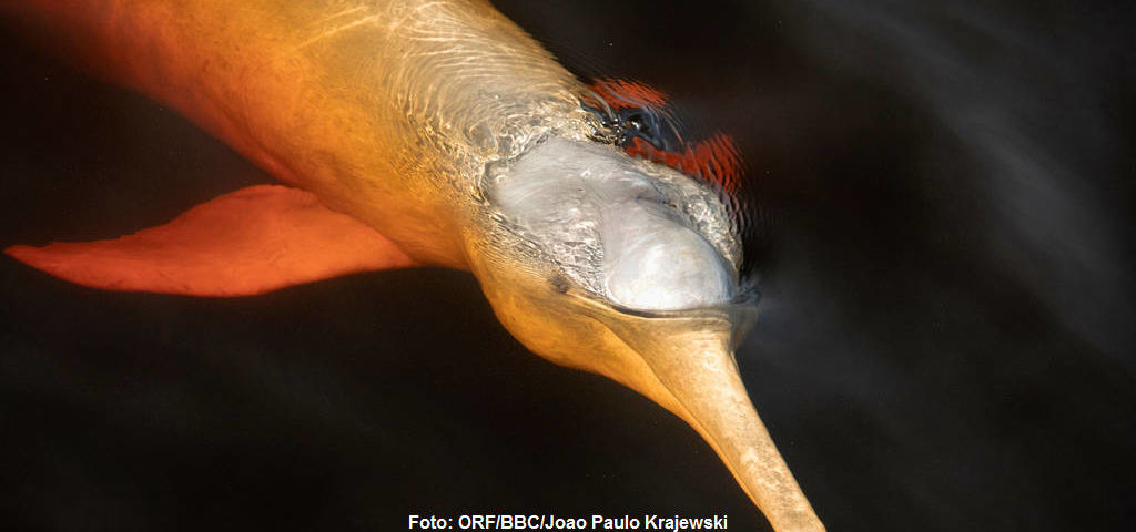Amazonasdelfin (Boto).
|
Foto: ORF/BBC/Joao Paulo Krajewski. Amazonas - Fluss ohne Grenzen