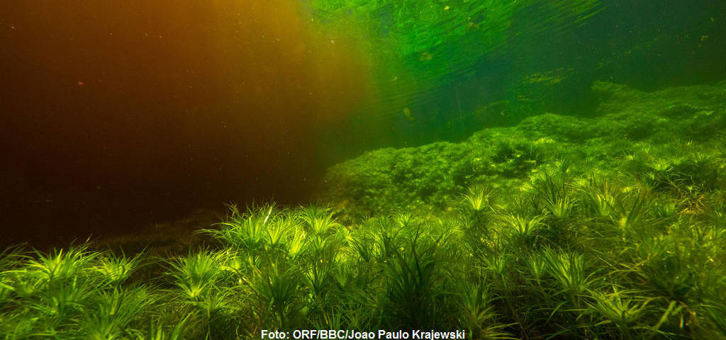 Unterwasseraufnahme im Cristalino Fluss.
|
Foto: ORF/BBC/Joao Paulo Krajewski. Amazonas - Fluss ohne Grenzen
