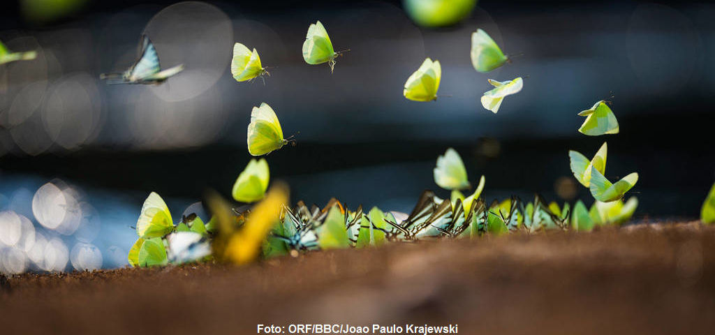 Der Cristalino Fluss ist besonders reich an Schmetterlingen mit mehr als 1500 Arten.
|
Foto: ORF/BBC/Joao Paulo Krajewski. Amazonas - Fluss ohne Grenzen