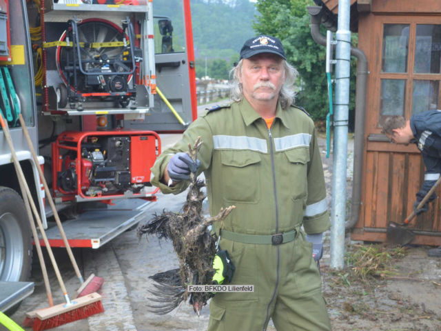 Auch tote Nutztiere mussten geborgen werden | Foto: <a href="http://www.bfkdo-lilienfeld.at/" target="_blank" rel="noopener">BFKDO Lilienfeld</a> Unwetter Einsätze KHD Lilienfeld in Melk Juli 2021